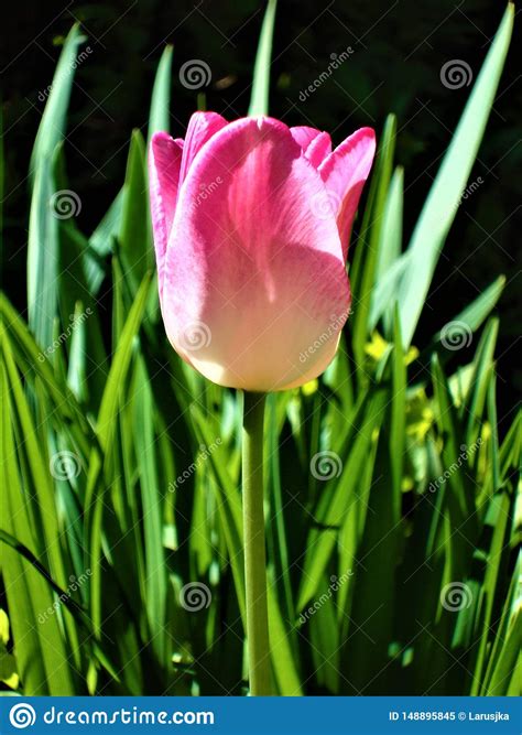 Pink Tulip With Green Leaves Natural Background Close Up Stock Image