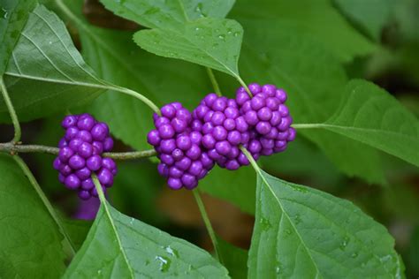 tree with purple berries texas - Louisa Lester