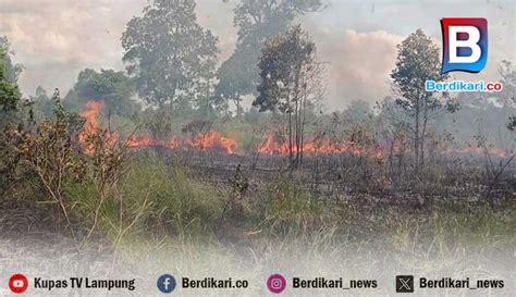 Berdikari Hutan Way Kambas Resort Susukan Baru Terbakar