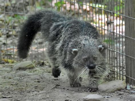 Arctictis binturong whitei / Palawan binturong in Catoctin Wildlife ...