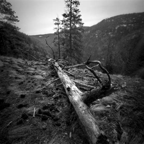 Fallen Tree - Film AdvanceFilm Advance