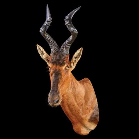 Hartebeest Taxidermy South Africa Get Hartebeest Trophy Quote