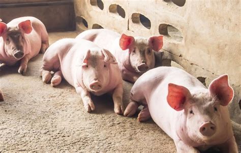 Nppc Pushes Back On Fda S Livestock Gene Editing Approach Brownfield Ag News