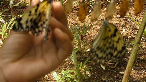 Butterfly Sanctuary Youtube