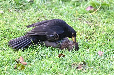 Amseln Beim Ringkampf P Amsel Turdus Merula C Pete Flickr