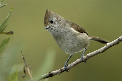 Oak titmouse - Alchetron, The Free Social Encyclopedia