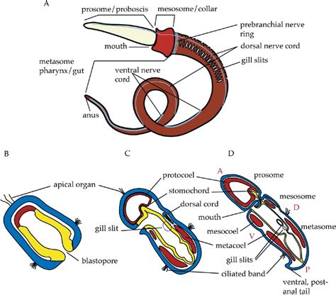 Hemichordata Diagram