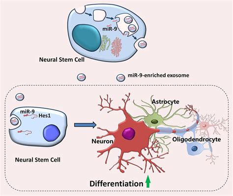 Frontiers Neural Stem Cell Derived Exosomes Regulate Neural Stem Cell