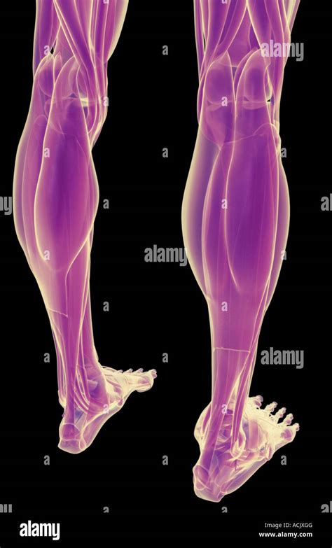 Gastrocnemius Muskeln Fotos Und Bildmaterial In Hoher Aufl Sung Alamy