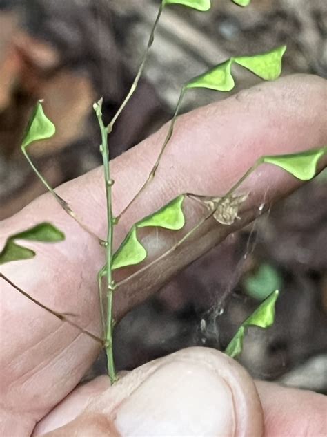 Naked Flowered Tick Trefoil From Prince William Forest Park Triangle