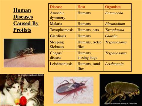 PPT - PROTISTS PowerPoint Presentation - ID:2375340