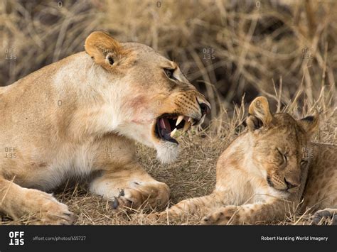 Lioness Roaring With Cubs