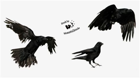 Flying Crow PNG Images, Free Transparent Flying Crow Download - KindPNG