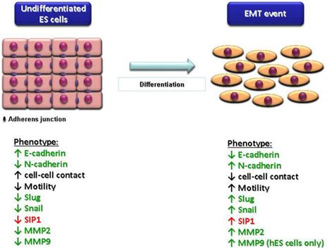 Diagrammatic representation of the transcriptional and translational ...