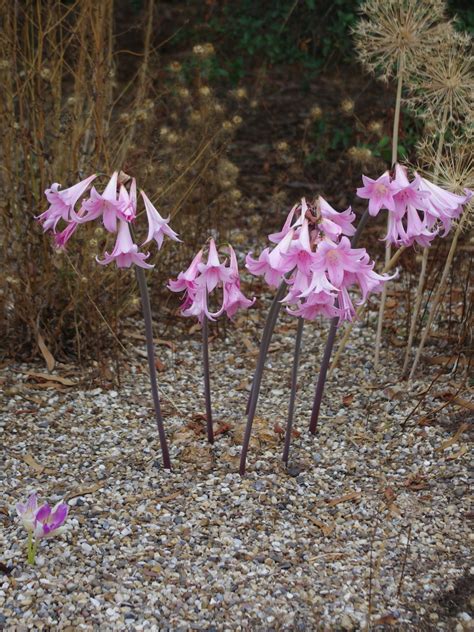 Amaryllis Belladonna Flower Meaning | Best Flower Site