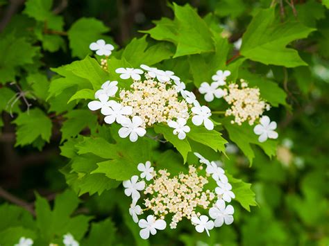 Hydrangea quercifolia | Pacific Nurseries