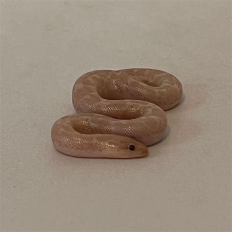 2022 Tiger Snow Sand Boa Kenyan Sand Boa By Eascales Morphmarket