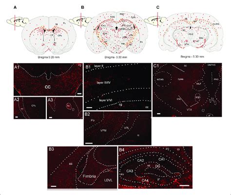 Distribution Of Ccl Mrna Positive Cells In The Rat Brain A C