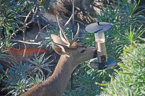 A new bird species? – Mendonoma Sightings