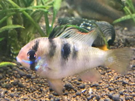 Blue Ram Cichlid Complete Guide To Care Breeding Tank Size And