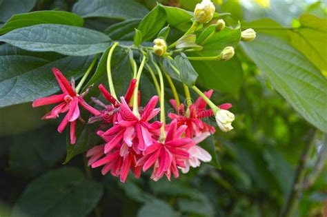 Rangoon creeper flower stock photo. Image of garden, rangoon - 47757298