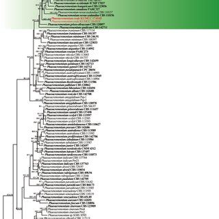 Maximum Likelihood Phylogenetic Tree Generated From Analysis Of A