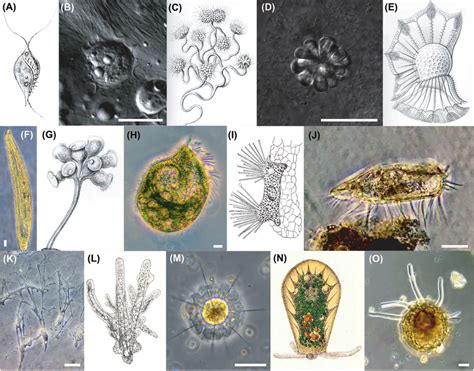 Protists display a great diversity of cellular form and function ...