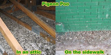 Diseases from Pigeon Poop or Feces or Droppings