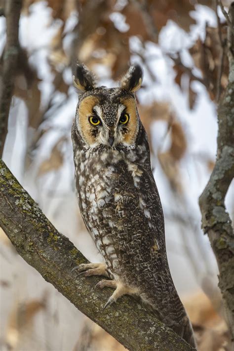 eBird Québec Checklist 12 Feb 2024 Domaine de Maizerets 2 species