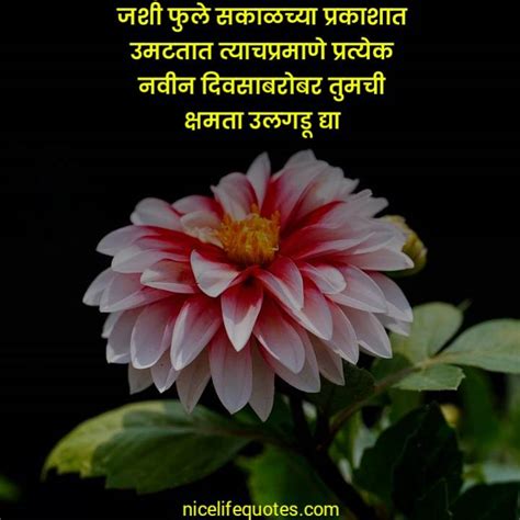 101 Flower Quotes In Marathi फुलावर सुंदर सुविचार मराठीत