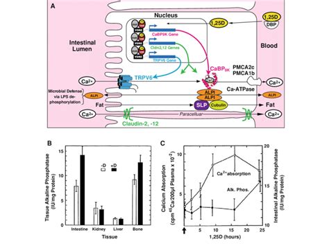 D Vdr Action In Small Intestine A Model For D Vdr Signaling Of