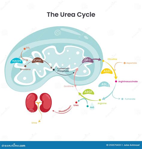 Ruta De Reacción Bioquímica Del Ciclo De Urea Que Produce Urea A Partir