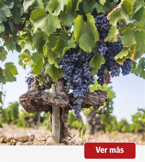 Vinos Con Sabor De Mallorca A Os De La Do Binissalem