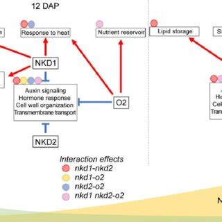 PDF NAKED ENDOSPERM NAKED ENDOSPERM And OPAQUE Interact To Regulate Gene Networks In