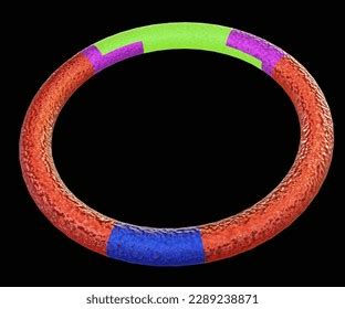 9 Plasmid Construction Images, Stock Photos, 3D objects, & Vectors ...