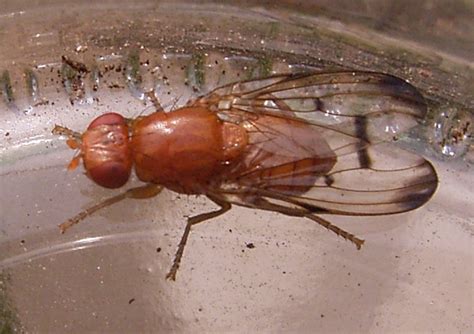 Diptera Info Discussion Forum Large Orange Tephritidae