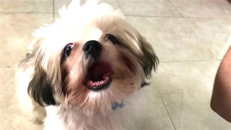 Pretzel today after discovering the joys of tasting a banana : r/Shihtzu