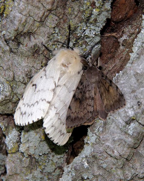 Female And Male Gypsy Moths Photograph By Doris Potter