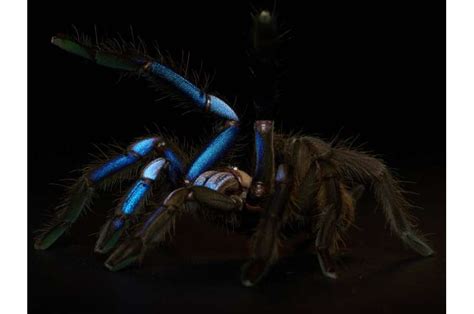 Jewel Of The Forest New Electric Blue Tarantula Species Discovered In