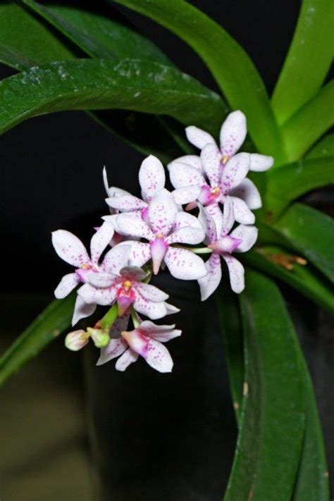 Whats Flowering In March Southern Suburbs Orchid Society Inc