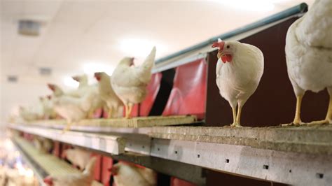 Sortie d élevage des poules pondeuses