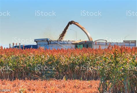 Sweet Sorghum Silage Stock Photo - Download Image Now - Sorghum ...