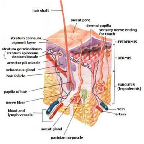 Cross Section Diagram Of The Hair And Scalp Skin Anatomy Sweat Gland