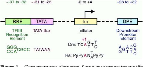 [PDF] The RNA polymerase II core promoter: a key component in the ...