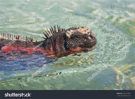 Marine Iguana Swimming Galapagos Islands Stock Photo 109214468 ...