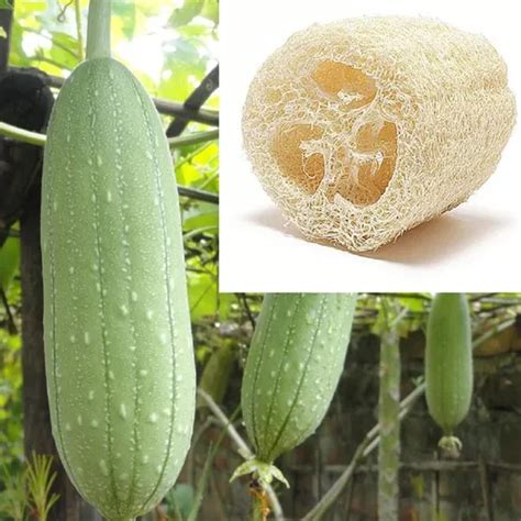 Semillas Para Cultivo De Luffa Esponja Vegetal Organicas Mercadolibre