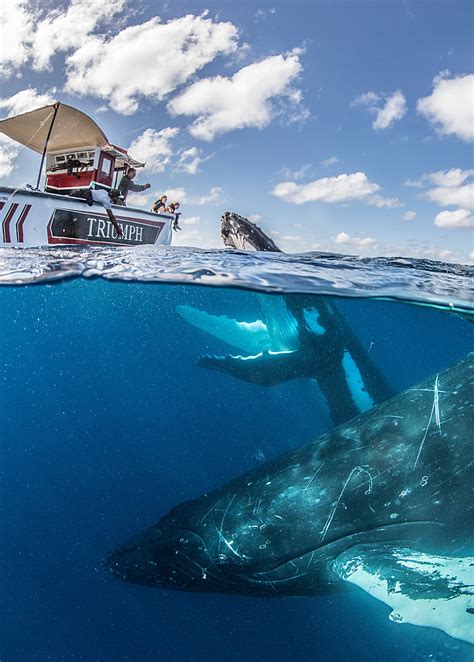 Illuminating Underwater Photos Highlight the Gentle Beauty of Whales | My Modern Met | msamba