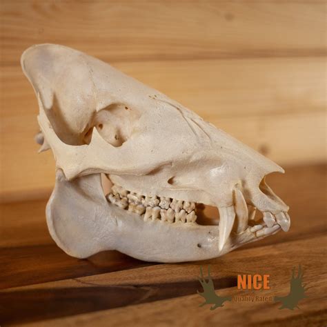 Nice Javelina Taxidermy Skull Gb4135 Etsy In 2023 Javelina