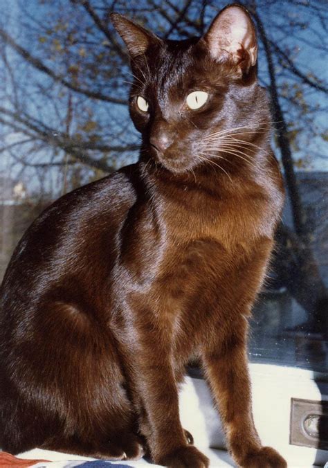 123 Best Images About 54 Chocolate Cats Dark Brown Cats On Pinterest