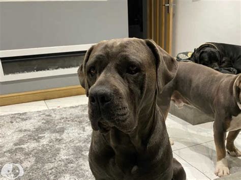 Cane Corso Puppys In Stoke On Trent St2 On Freeads Classifieds Cane